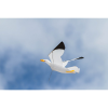Seagull Kite 3D - Drache Seagull Kite 3D - Drache